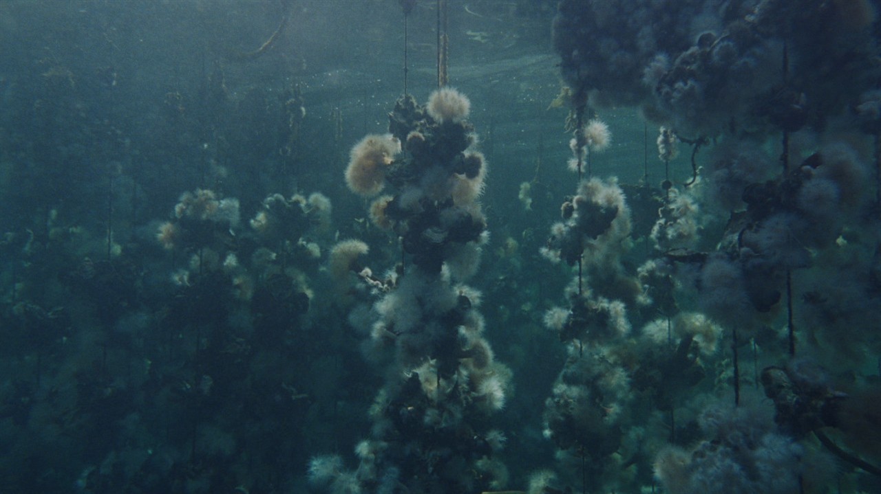 Underwater plants